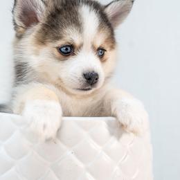 Black - Wolf sable male Pomsky puppy in Spring City, Pennsylvania from Pomsky Power Puppies