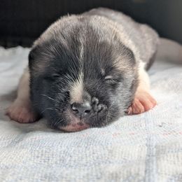 Girl 1 - Silver, black overlay female Akita puppy in South Carolina from Sierra Mountain Akitas