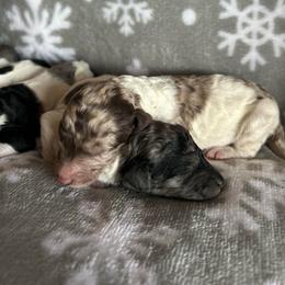 Eclair - Parti male Poodle puppy in Arabi, Georgia from Huckadoodle Farm