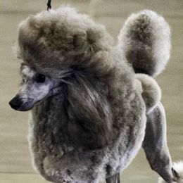 Poodles from ShowME Miniature Poodles