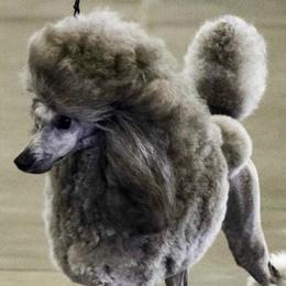 Poodles from ShowME Miniature Poodles