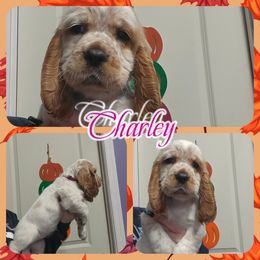 Charley - Lemon and white female English Springer Spaniel puppy in Westover, Maryland from Sterling's springer Haven