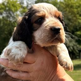 Sneezy - Black white and tan male English Springer Spaniel puppy in Bay City, Wisconsin from Springer Hills Farm