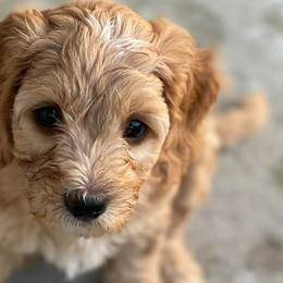 Boy 2 - Goldendoodle puppy in Oak Hill, Florida from Salty River Doodles