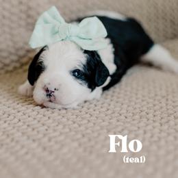 Flo - Black and white female Sheepadoodle puppy in Patterson, California from Dooling Doodles
