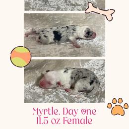 Myrtle - Blue merle female Australian Shepherd puppy in Pamplico, South Carolina from Greywood Farm Aussies
