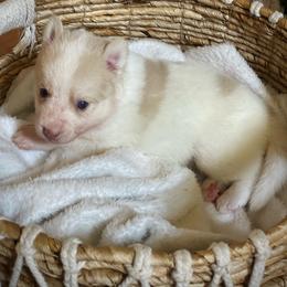 Fawn - White female Pomsky puppy in Greenville, South Carolina from Thicketty Mountain Pomskies