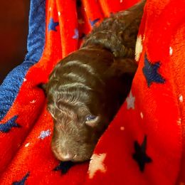 Red Collar Boy - Phantom male Poodle puppy in Huntsville, Alabama from Flint River Poodles