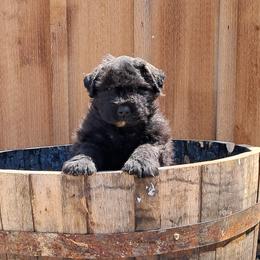 Rebellious Laurent - Black male Bouvier des Flandres puppy in Cazenovia, New York from Rebellious Bouvier