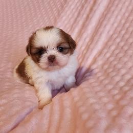 Princess - Liver and white female Shih Tzu puppy in Sapulpa, Oklahoma from Faith Hope and Love Shih Tzu's