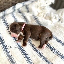 Maple - Brown and white female Bernedoodle puppy in Waco, Texas from Blessings Pups Doodles