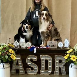 Australian Shepherd and Miniature Australian Shepherd All Grown Up from Ross Ranch Mini and Standard Aussie's