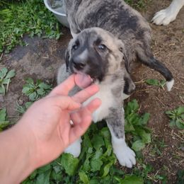 Anatolian Shepherd Dog All Grown Up from Schmahl Family Farms