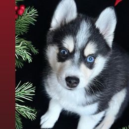 Taurus - Pomsky puppy from Lunar Pomskies
