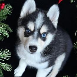 Taurus - Pomsky puppy from Lunar Pomskies