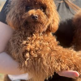 Bentley - Poodle