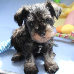 Bear Genetically Clear - Black and silver male Miniature Schnauzer puppy in Klingerstown, Pennsylvania from Clay Hill Kennels