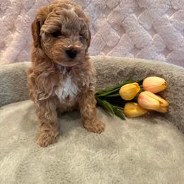 Hannah - Apricot female Goldendoodle puppy in Bucyrus, Missouri from Hill Top Pomskies