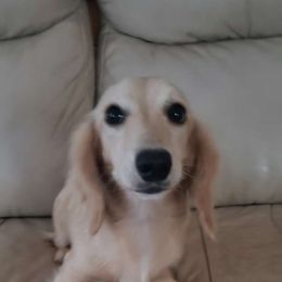 Maddie - Dachshund