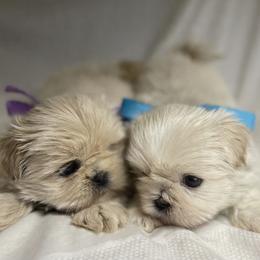 Shih Tzu puppies from Be Dazzled Shihtzu