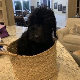 Sheepadoodle Puppies from Riley Grace Puppies