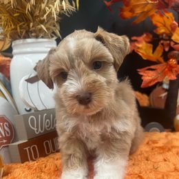 Lucian - Wheaten male Miniature Schnauzer puppy in Grayson, Kentucky from Seventh Heaven Schnauzers