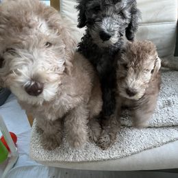 Bedlington Terrier Puppies from Kadence Kennels