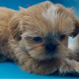 Pearl - pink collar - Cream and white female Shih Tzu puppy in Clarksburg, West Virginia from Pilgrim Shih tzu