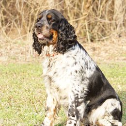 Birdie  - English Springer Spaniel