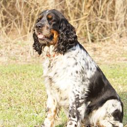 Birdie  - English Springer Spaniel
