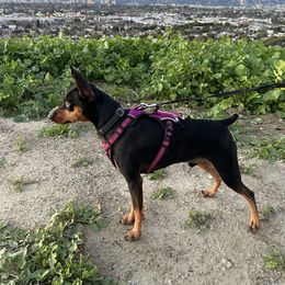Miniature Pinscher All Grown Up from LA MINI PINS