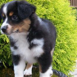 Alisha - Black tri female Miniature American Shepherd puppy in Atwood, Illinois from Buck-Run Puppies