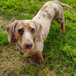 Buckshot - Dachshund