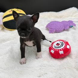 Myth - Black and white female Chihuahua puppy in Lee Center, New York from Alfheim-Andromeda Chihuahua's (A &A's)
