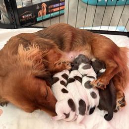 Nugget - Red female Dachshund puppy in Tucson, Arizona from Tucson Dachshund Co.