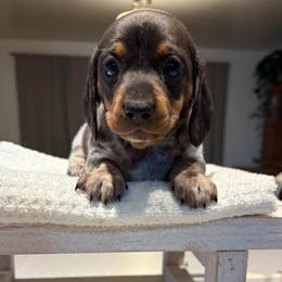 Eleanor - Piebald female Dachshund puppy in Olathe, Colorado from Rocking LJ Breeding