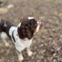 Huk - English Springer Spaniel