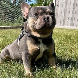 Bruce - French Bulldog
