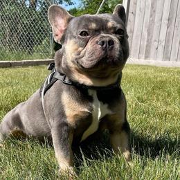 Bruce - French Bulldog