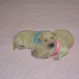 Aqua - Golden female Golden Retriever puppy in Webster City, Iowa from Whispering Pines Precious Puppies