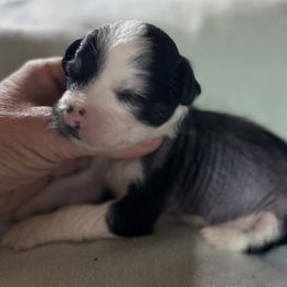 Black and white hhl boy - Black and white male Chinese Crested puppy in Rockvale, Tennessee from Cosmic Chinese Cresteds & Wind-Echo Poodles
