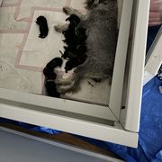 Boy 4 - Pepper and salt Standard Schnauzer puppy in Poughkeepsie, New York from Neva's Standard Schnauzers