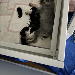 Boy 4 - Pepper and salt Standard Schnauzer puppy in Poughkeepsie, New York from Neva's Standard Schnauzers