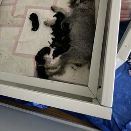 Boy 4 - Pepper and salt Standard Schnauzer puppy in Poughkeepsie, New York from Neva's Standard Schnauzers