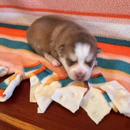 Dior - Chocolate female Pomsky puppy in Bucyrus, Missouri from Hill Top Pomskies