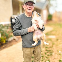 Miniature American Shepherd and Miniature Australian Shepherd Puppies from Whiskeytown Aussies