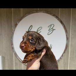 Sparkle - Chocolate and tan female Dachshund puppy in Maidsville, West Virginia from L&B Lowriders