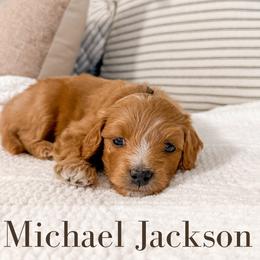 Michael Jackson - Red  male Goldendoodle puppy in Melba, Idaho from KZ Doodles