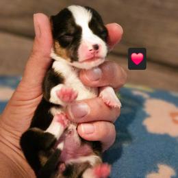 Lola - Black and tan female Pembroke Welsh Corgi puppy in Frontenac, Kansas from Holloway Corgis