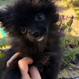 Bearly There - Black male Pomeranian puppy in Port Angeles, Washington from Pacific Northwest Pomeranians